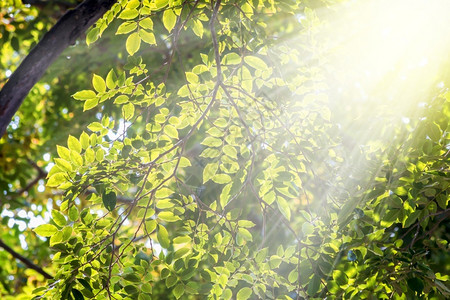 公园和太阳中的绿叶夏天明亮地自然图片
