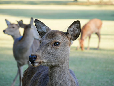 观光纳拉公园日本雅潘旅行概念中美丽的自然鹿地标京都高清图片