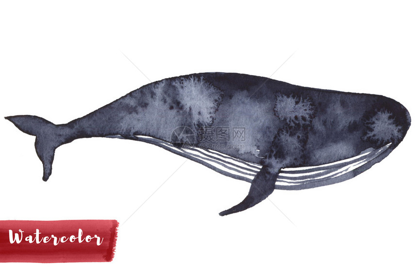 贝壳鲸鱼在靛蓝彩绘水艺术画海鱼蓝色洋动物隔离在白色织纺品背景装饰孩子插图海洋元素设计鲸鱼在靛蓝彩绘水艺术画海鱼蓝色洋动物隔离在白图片