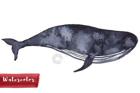 贝壳鲸鱼在靛蓝彩绘水艺术画海鱼蓝色洋动物隔离在白色织纺品背景装饰孩子插图海洋元素设计鲸鱼在靛蓝彩绘水艺术画海鱼蓝色洋动物隔离在白背景图片