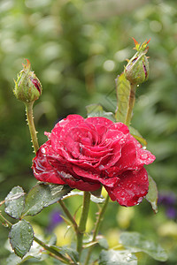 枚红色花瓣雨猩红花束高清图片