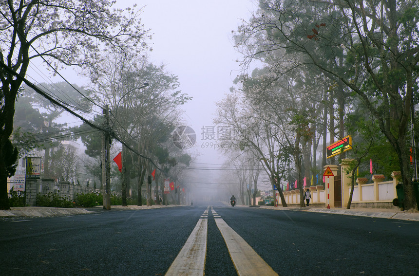 薄雾向前清晨越南大拉特市令人惊异的景色雾中一排白花树寒冷带十字路口的雾街道美丽的旅行景象越南印图片