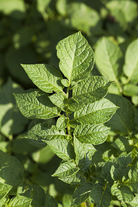 植物种园经过农业田地土豆绿树叶夏季或春的阳光照亮了马铃薯绿叶的色光芒图片