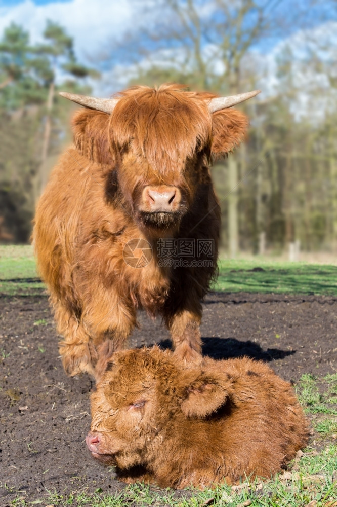 家畜毛皮站在草原上新生棕牛幼崽附近的苏格兰高地母牛农村图片