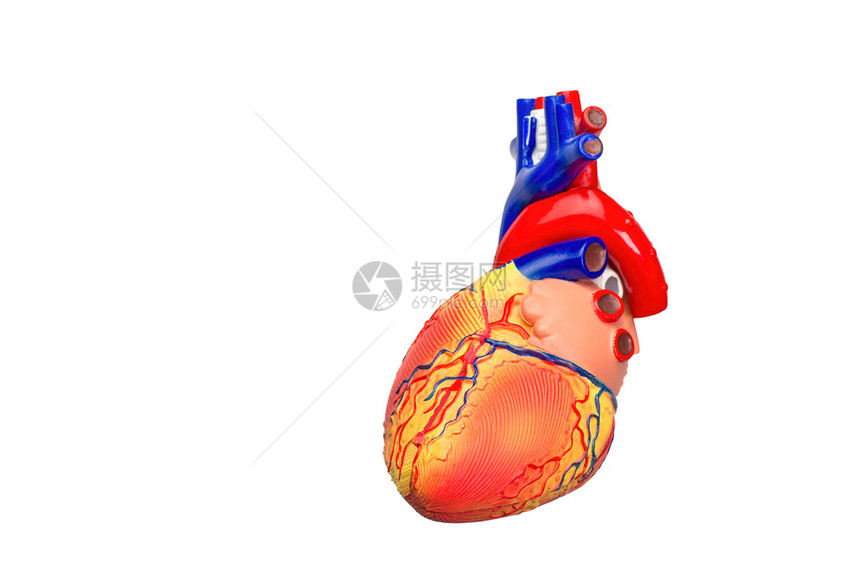白色背景的人类心脏孤立在白本背景下的人工造型模主动脉循环专家图片