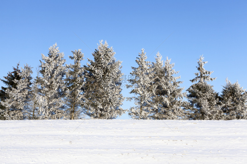 团体下雪的林边缘是生芽和松树长的森林降雪后冬季风景雪漂飘日落前阳光照耀日落前的季节图片