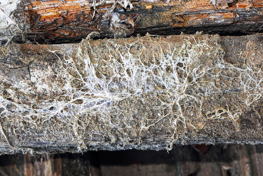 木头老梁上的真菌丝体Fibroporiavaillantii自然瓦兰蒂图片