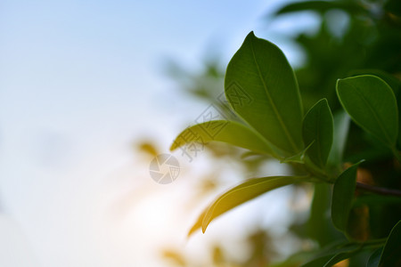 绿色植物生长近身自然没有人在大自然户外日有选择焦点美在野外白天有选择的焦点美白色重人们图片