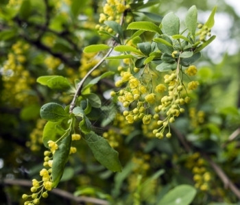 春底黄花树枝黄色花朵的树丛枝子十大功劳分支香图片