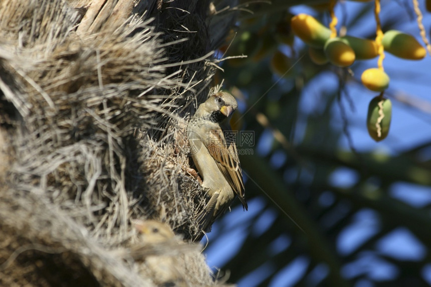 观看土耳其棕榈树中的男雀鹰组织坐着喙图片