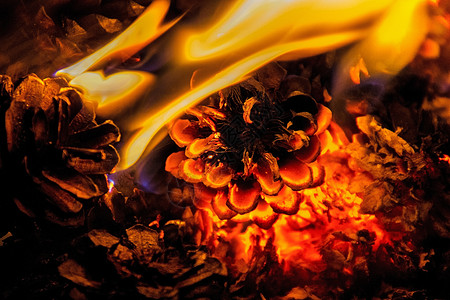 愤怒的火素材美丽的松锥篝火背景