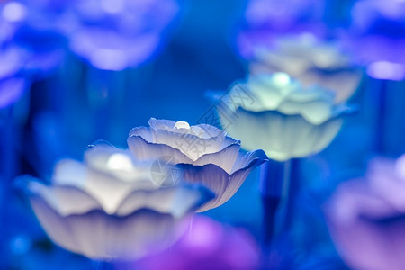 夜晚蓝色花朵庆典祝灯光被装饰成花朵在节日的夜晚创造美丽光芒夏天背景