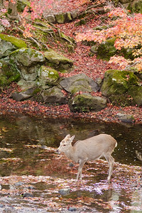 梅花鹿秋季饮水梅花鹿秋季河流饮水讨好奈良公园常见的背景图片