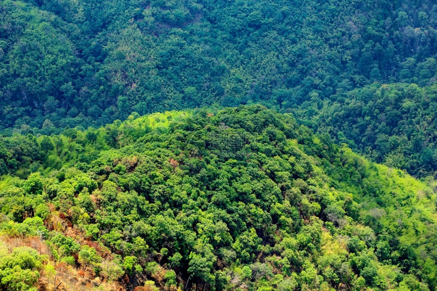 户外地质森林最高额的空中观察图片