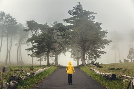 活动女旅行者在雾的清晨走一条美丽的路上树木冒险图片