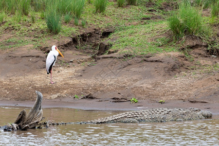 动物放松一种条鳄鱼躺在水边的石头上一条鳄鱼躺在水边的石头上图片