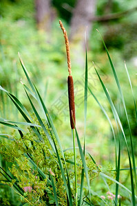 户外高德纳绿色背景池塘中的香蒲和芦苇充满活力图片