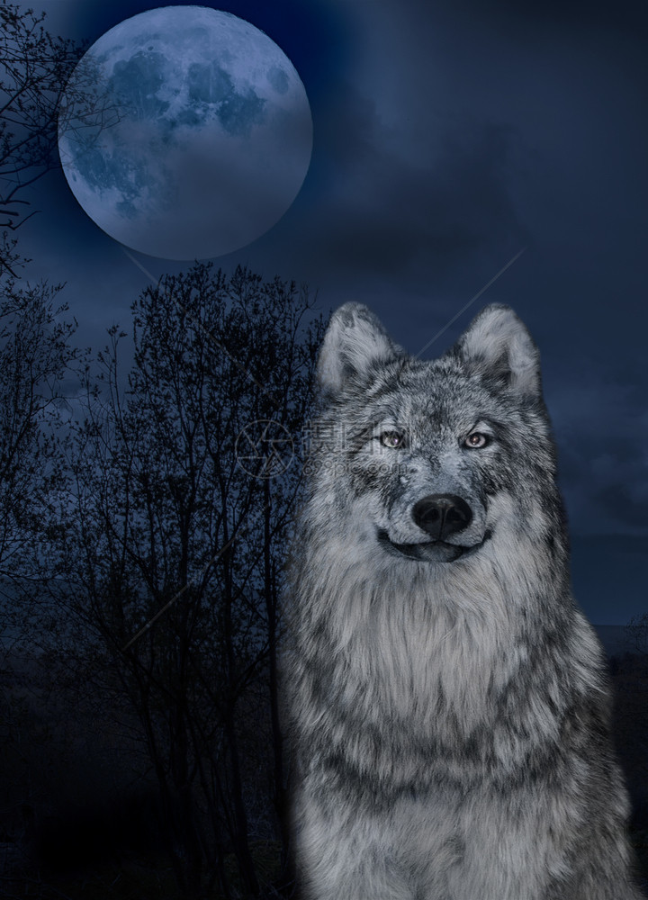 粗鲁天空野狼和月亮在中年犬类图片