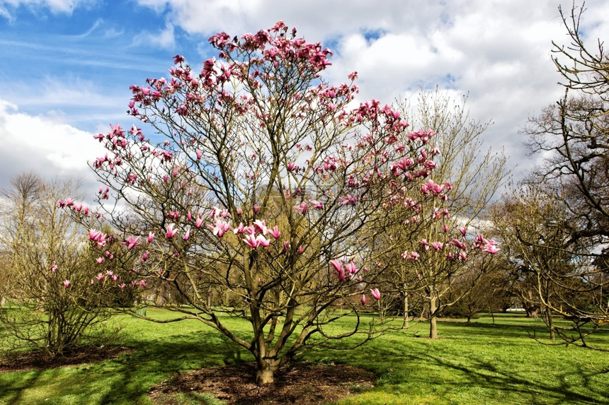 遗产植物群伦敦邱园的Magnolia树上市图片