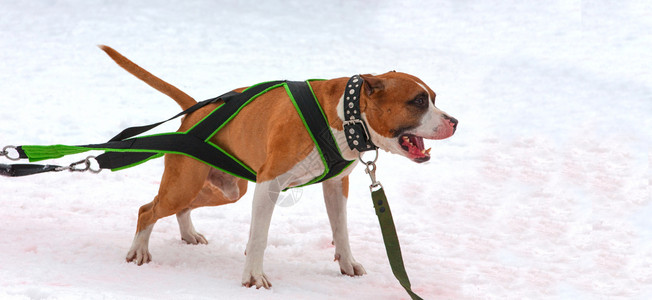 自然冬季比赛中狗的重量拉力强肌肉图片