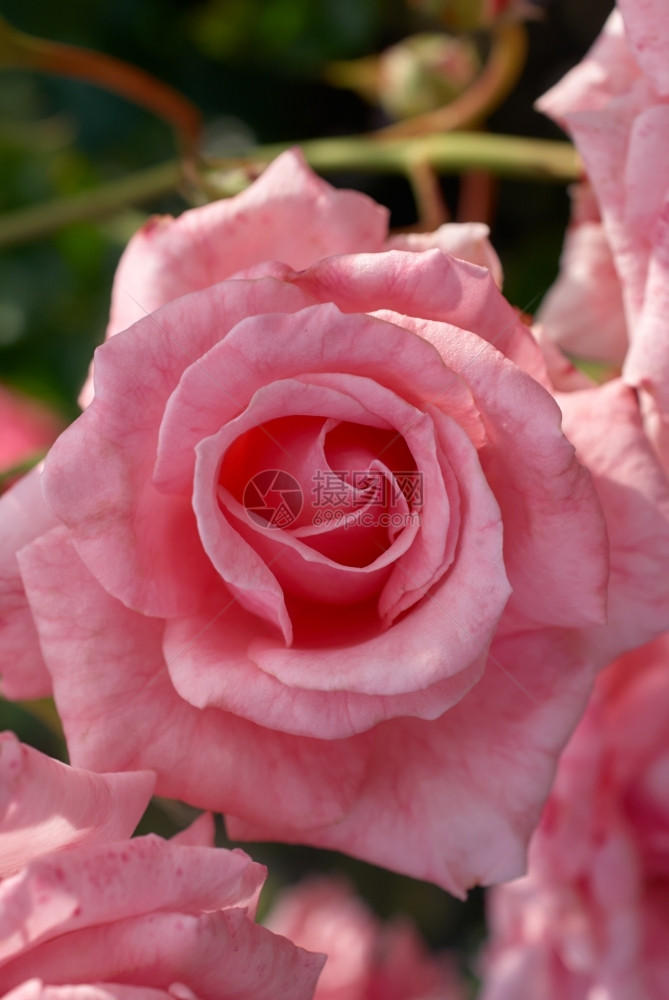 芽红色的在模糊背景玫瑰上露出一朵玫瑰的封装庆典图片