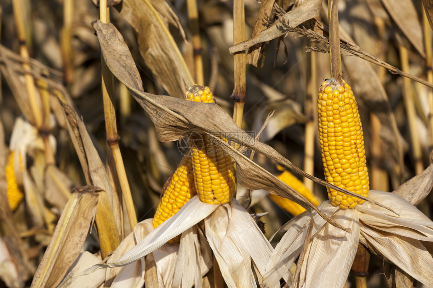 场地健康农业秋季以黄色种子破坏的玉米鳕图片