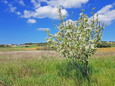 农场地衬套春天从葡萄牙到乡村的春图片