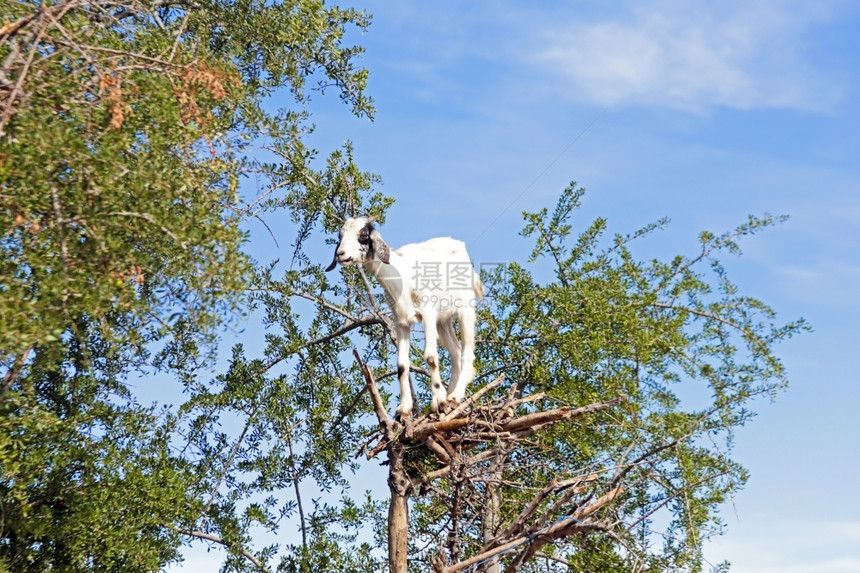 旅行天空集山羊在马罗科的阿甘树里喂养图片