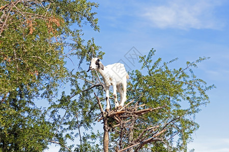 旅行天空集山羊在马罗科的阿甘树里喂养高清图片