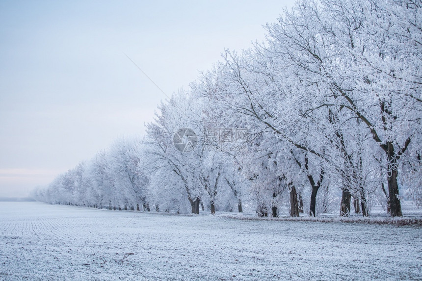 冬天暴风雪白色的冬季景观冬季田野冰冻地带的一排树木图片
