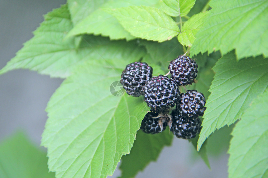 苏格兰人夏天吃黑树莓浆果挂在灌木上成熟的西洋莓挂在树枝上成熟的覆盆子特写图片