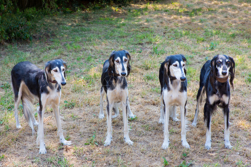 波斯语站立纯种一组四只卫西双猎犬并肩站在一起图片