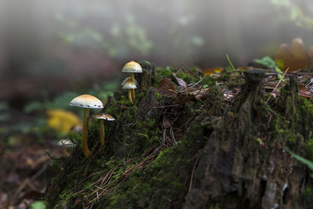 小美丽的蘑菇很可能是蜂蜜真菌Armillariamellea在树桩上生长紧闭的树桩上森林中的树木背景枯燥的迷雾是小蘑菇背景组草薄背景图片