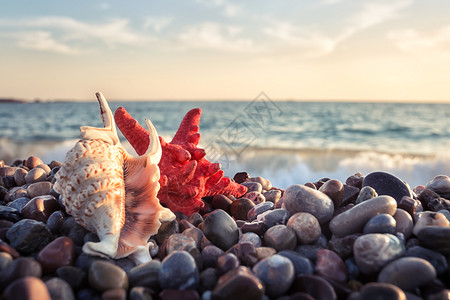 自由观和漂流概念海面石块上的鱼和壳贝边石块上的贝和壳滩景自然图片