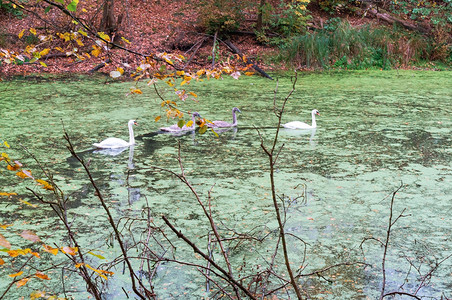 森林里的四只天鹅池塘里秋的鹅池塘里秋的鹅森林里四只天鹅湖落下反思图片