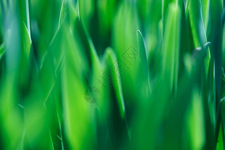 柔焦绿草背景阳光明媚早晨的绿草地阳光明媚的早晨绿草地质环境植物群图片