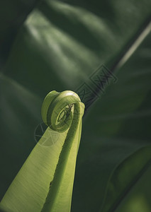 绿化色鸟巢的幼小传单表面阳光在垂直框架黑暗绿背景下生长垂直的图片