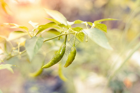 植物中的绿辣椒原始新鲜在清晨柔软的阳光下发在后院辛辣的热带收成图片
