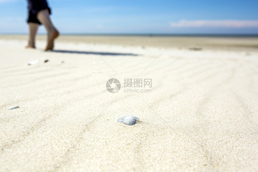 沙滩上的贝壳
图片