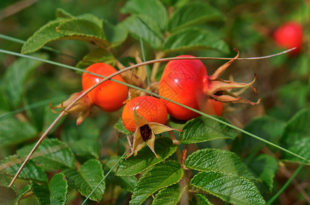 水果叶子景观树枝上的玫瑰花野的生和成熟的胡萝卜红玫瑰野和成熟的桃子图片