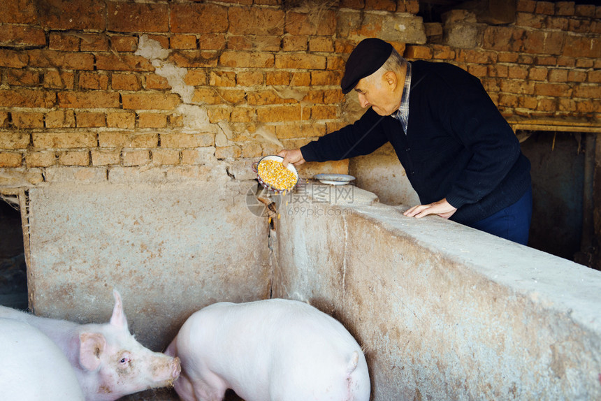 人们秋天老年男子农民在秋天去猪养喂的畜生猪的老恤金人用玉米种子喂猪肉哺乳动物图片