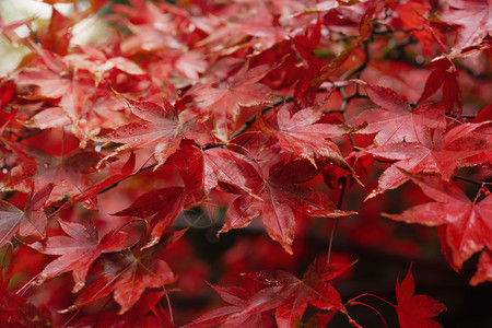 植物红枫叶背景图片