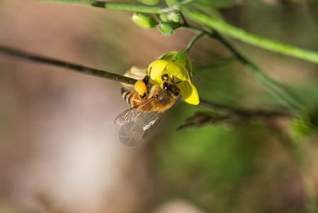 蜜蜂收集野生黄色火箭花蜜蜂的粉收集黄色火箭花的粉昆虫夏天食物图片