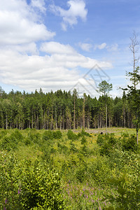 生长在旧树旁的木和年轻森林被植树生产木材夏日风景生产木材户外射线绿色图片
