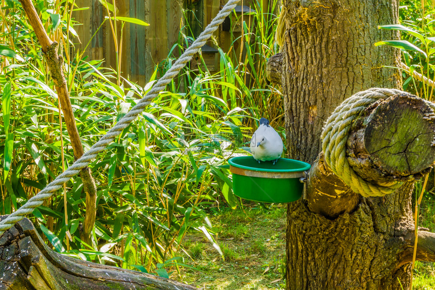 优雅的动物园坐在树干旁边的饮酒盘子上美丽白鸽子巨大的图片