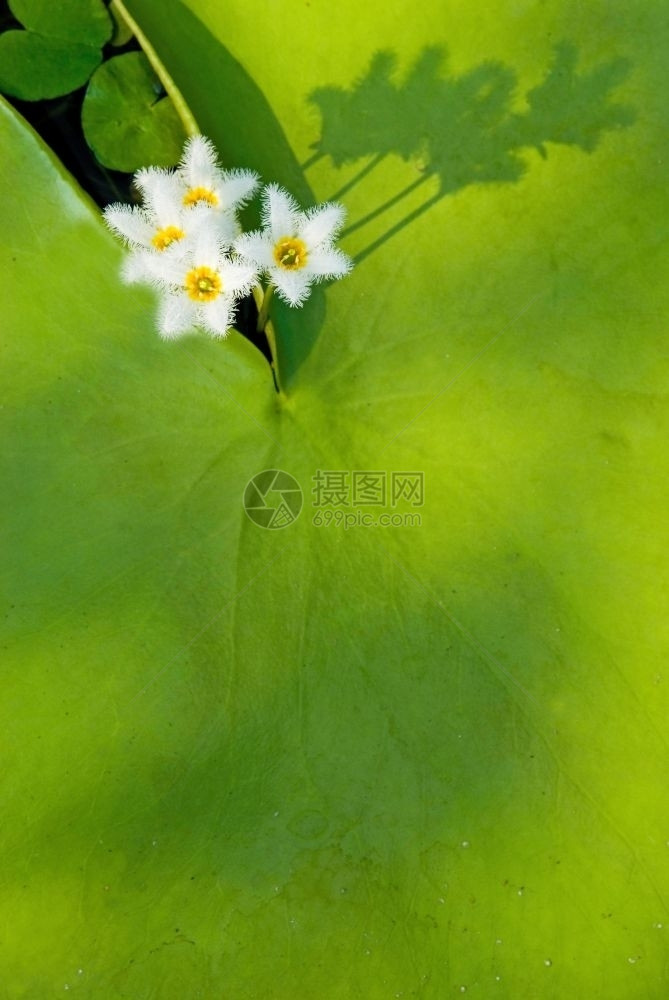 白色的水雪花印度浮心水生植物东亚花朵精美的图片