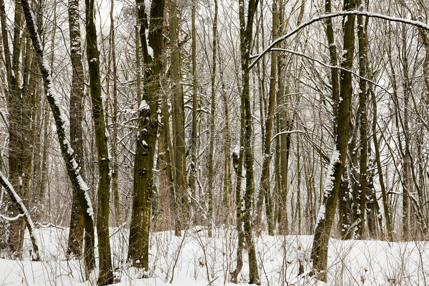 旅行季节冬森林中生长的雪覆盖树木多云天气中的冬季风景以及雪覆盖树木美丽的图片
