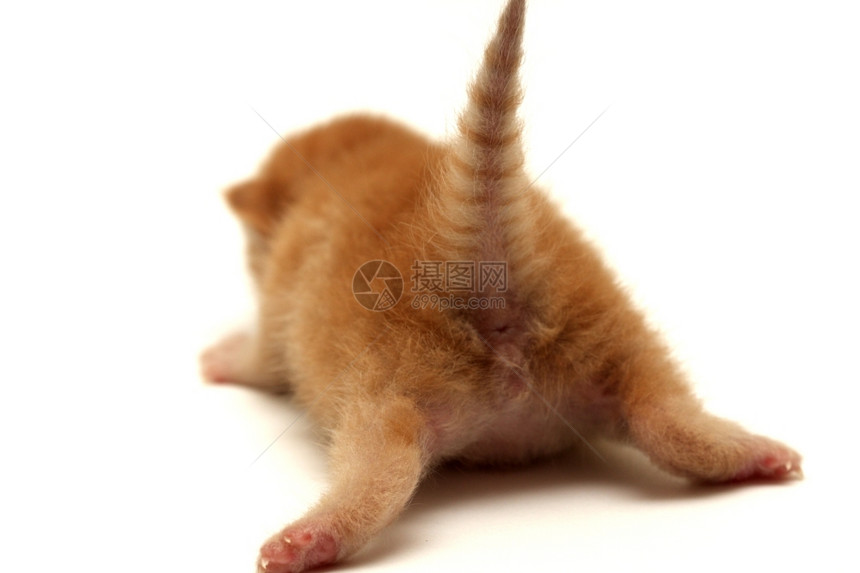 橘猫幼崽屁股和尾巴图片