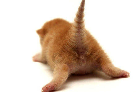 猫屁股橘猫幼崽屁股和尾巴背景