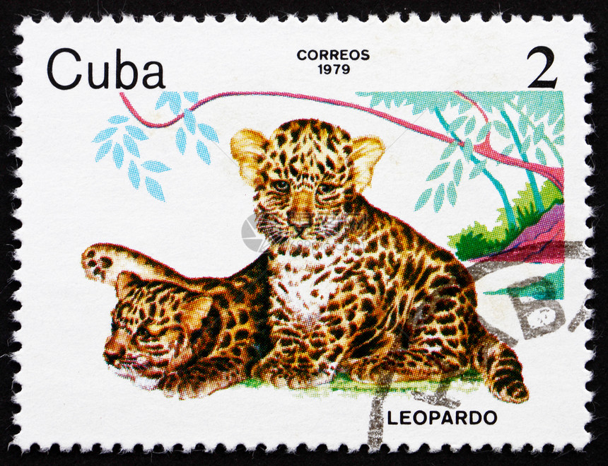 荒野穿孔的古董巴大约197年一张印在古巴的邮票显示大约年的豹子动物园图片